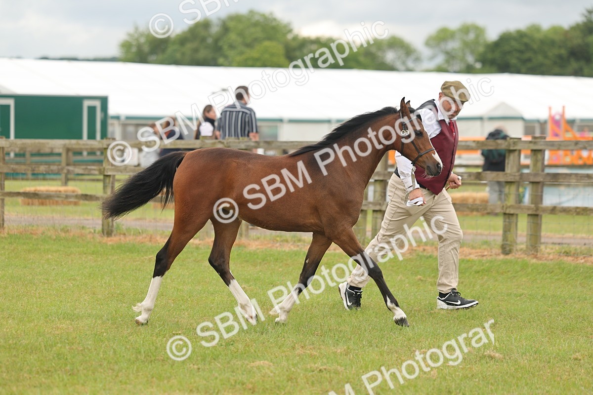 SBM_02133 - Class 50-57 - M&M Welsh Pony In Hand