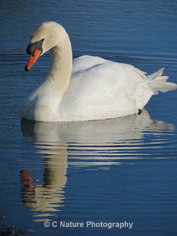 Mute Swan Reflection - Birds