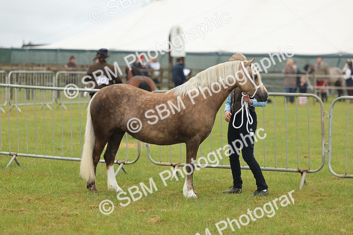 SBM_01501 - Class 50-57 - M&M Welsh Pony In Hand