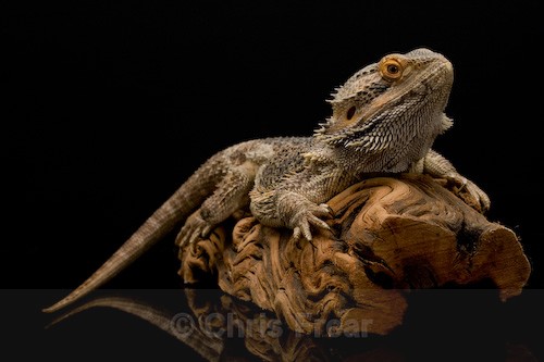  - Animals/ Wildlife