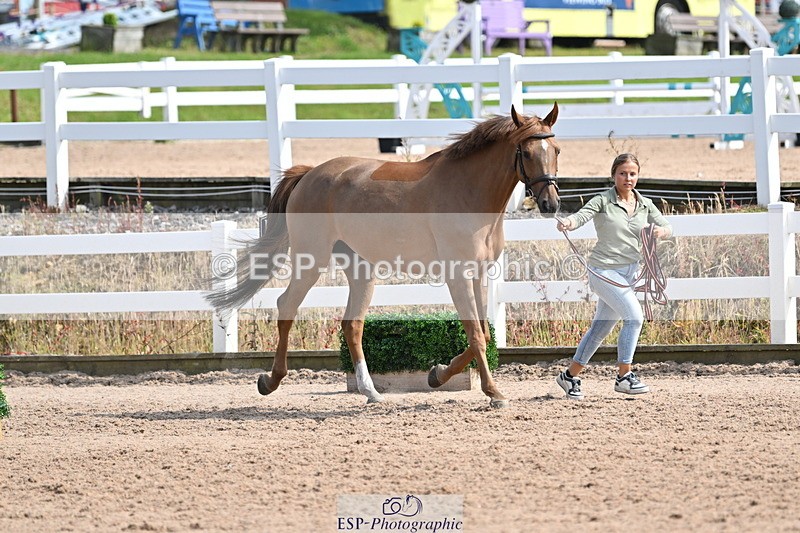 240717A-160644-03311 - Trot Up 4pm to 5pm