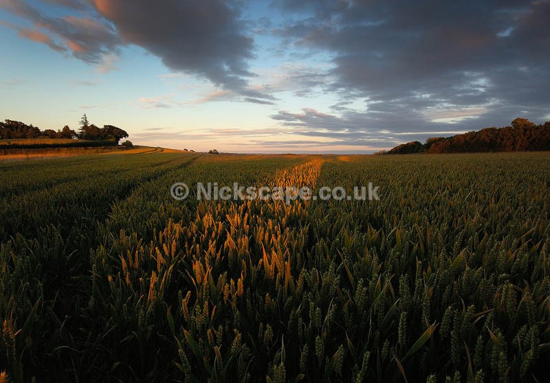 Corn Fields in Rural Warwickshire | Warwickshire Galleries