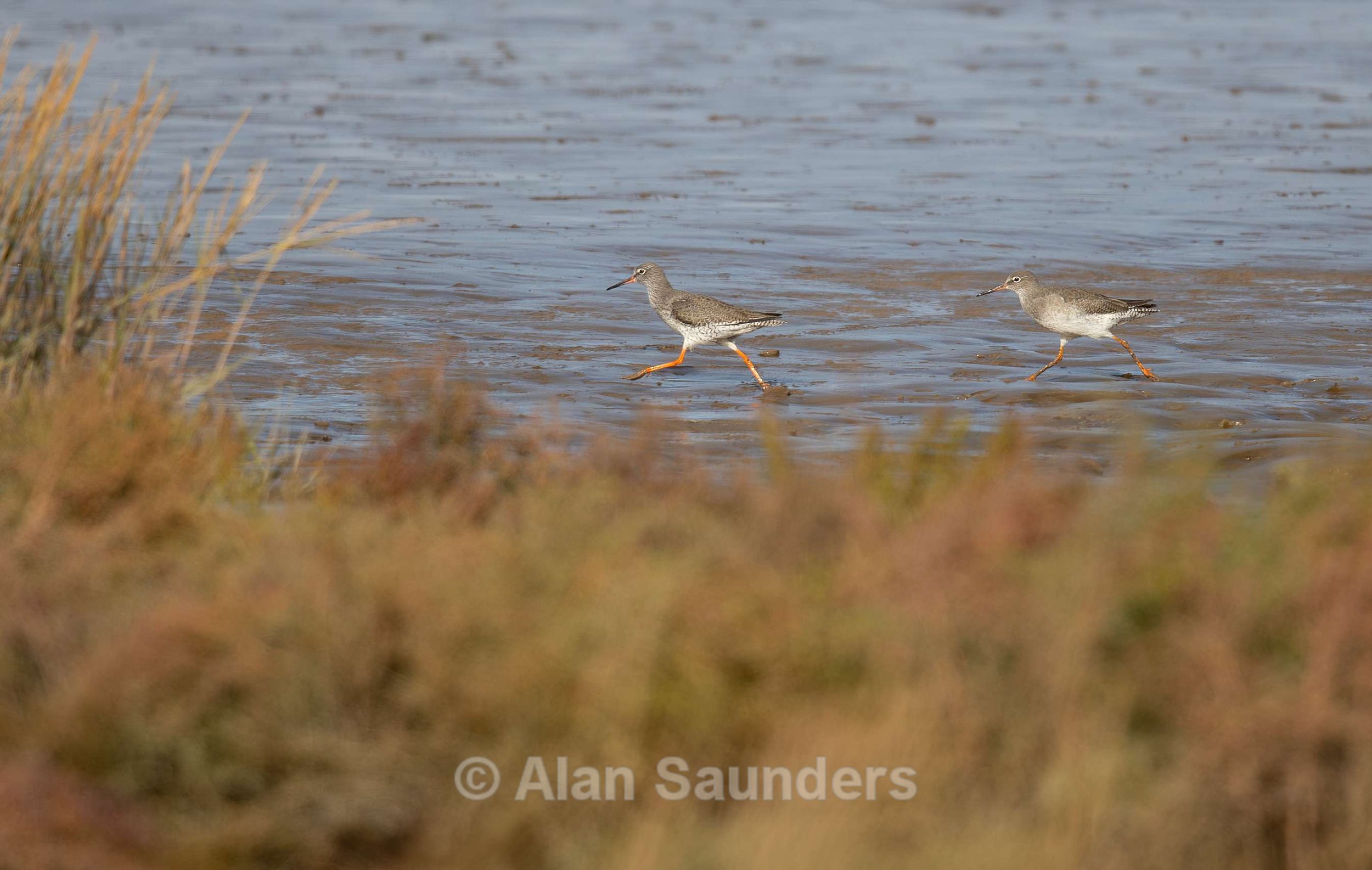 Common Redshank 11