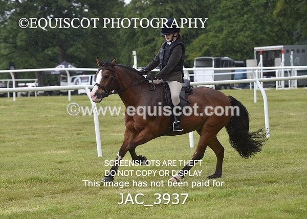 JAC_3937 - 55cm WORKING HUNTER