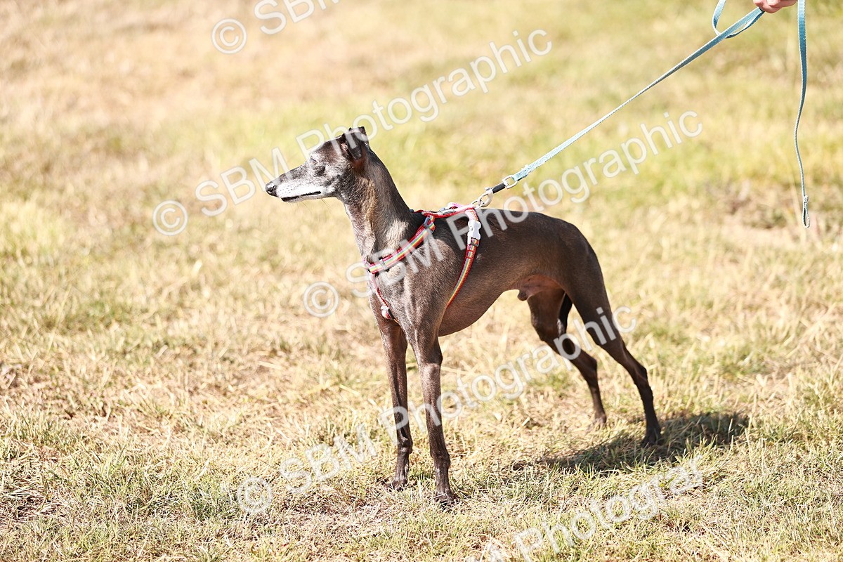 SBM_004878 - Class 12 - Novice 5 - 12.02-12.44