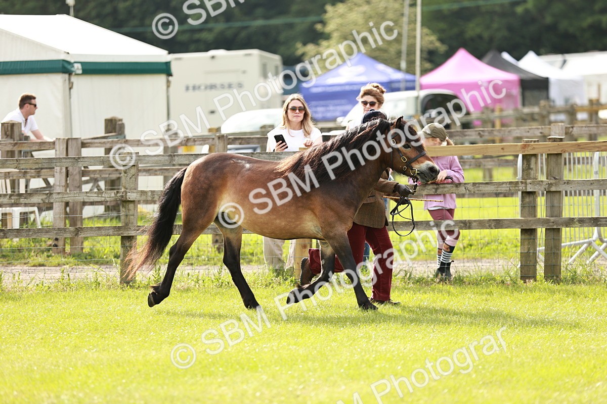 SBM_00444 - Class 14-23 - Mountain & Moorland In Hand Non Welsh