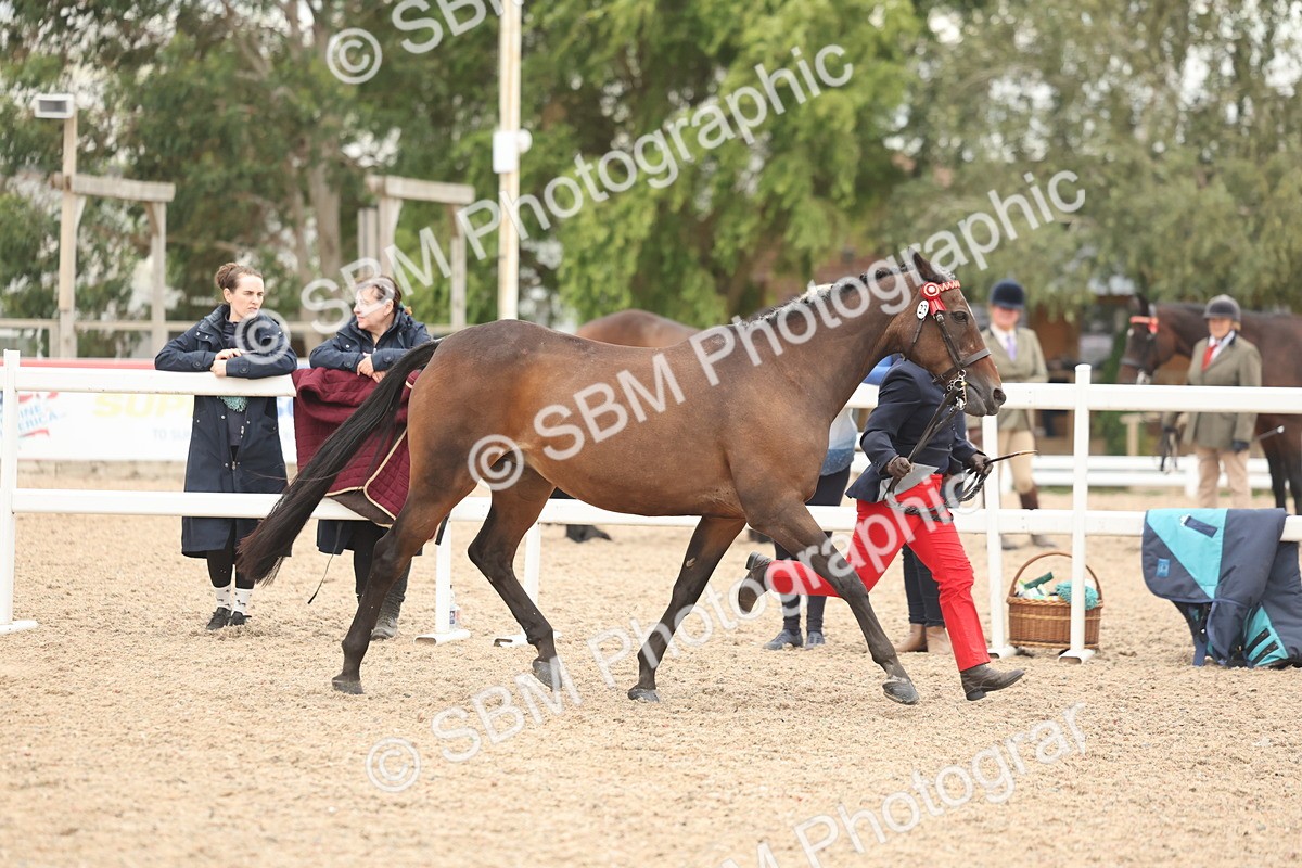 SBM_19257 - Class 317 - IH Pure Bred Horse-Pony