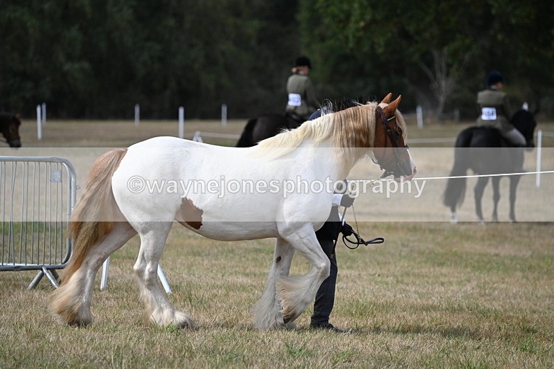 WJ6_6429 - Class 20 In-hand Cob