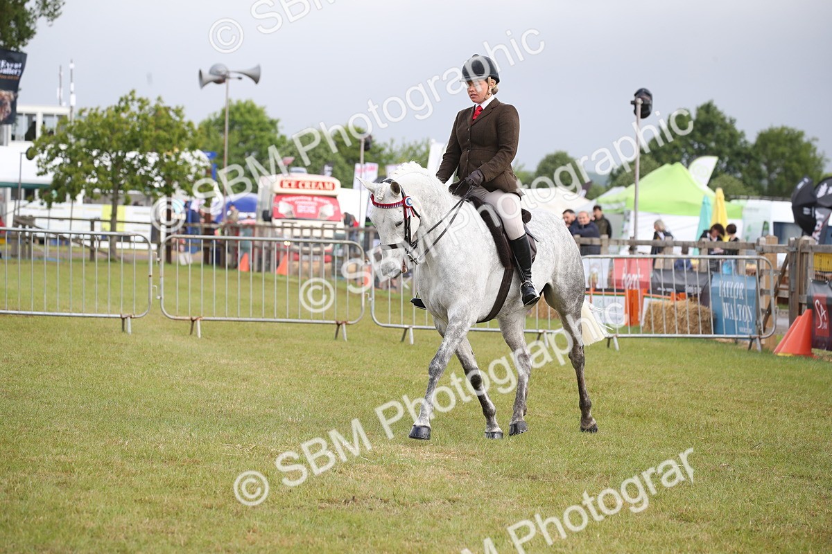 SBM_11514 - Class 95-96 - LIHS BSHA Rising Star Hack Riding Horse