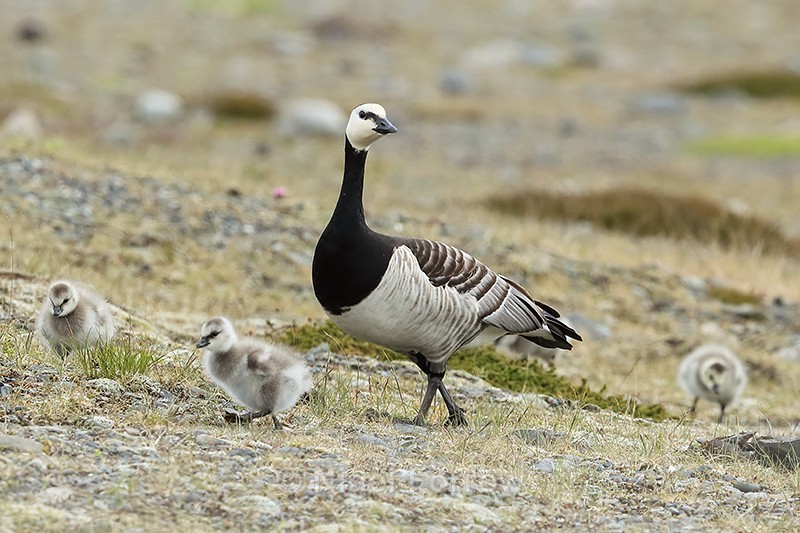 Adult Barnacle Goose & goslings, Jokulsarlon, Iceland - Barnacle Goose