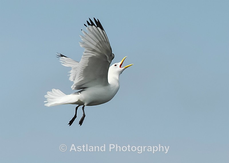 Astland Photography, Bird and Wildlife Images, Susan and Peter Wilson, U.K.