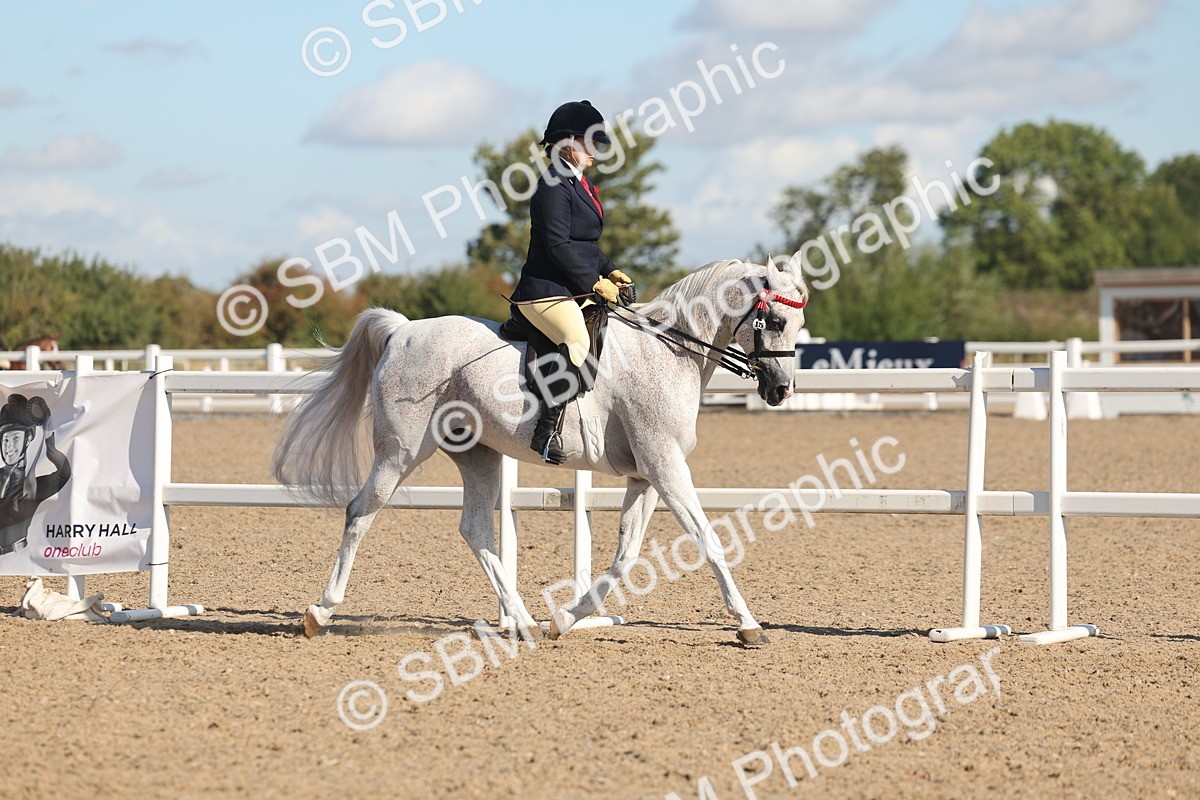 SBM_13014 - Class 305 - Ridden Foreign Breed Pure Bred