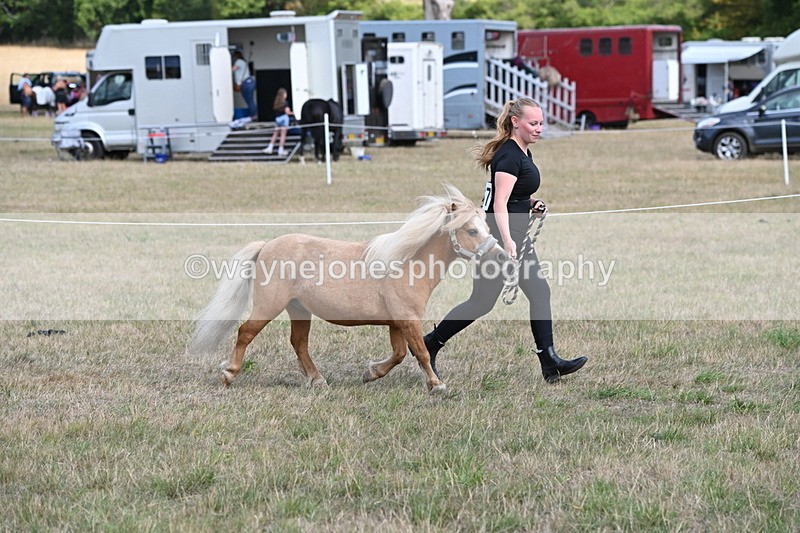 WJ6_6898 - Class 21 Shetland & Mini Horses
