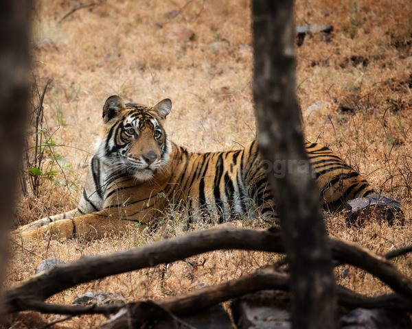 tigers-27 - Wildlife of India