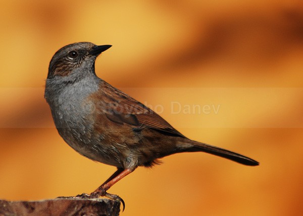 Dunnock - Wildlife