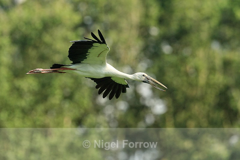 Asian Openbill gliding on landing approach, Gao Giong, Vietnam - Asian Openbill