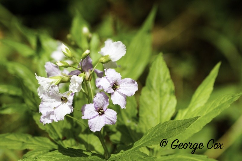 Cardamine