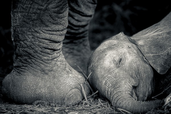 Sleeping Baby - Wildlife Africa