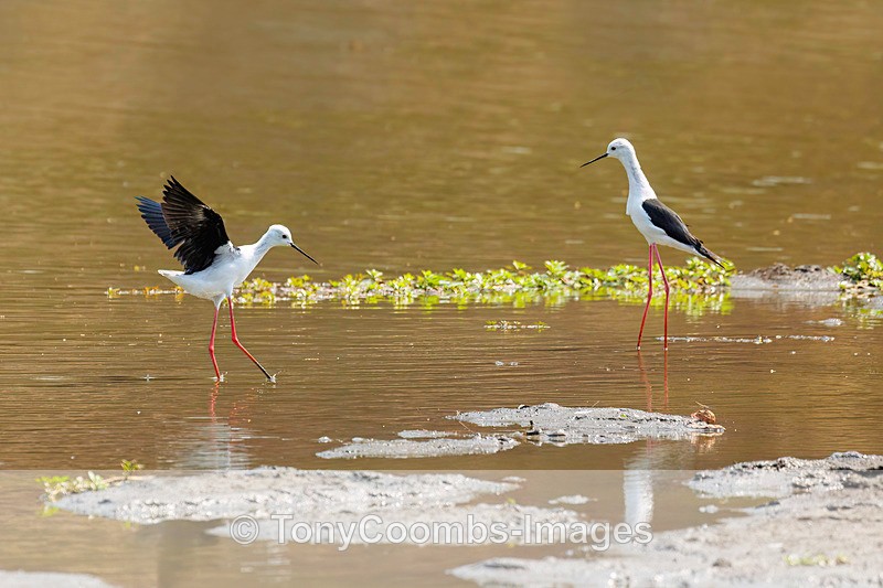 Black-winged Stilt - Mana Pools ~ The Birds