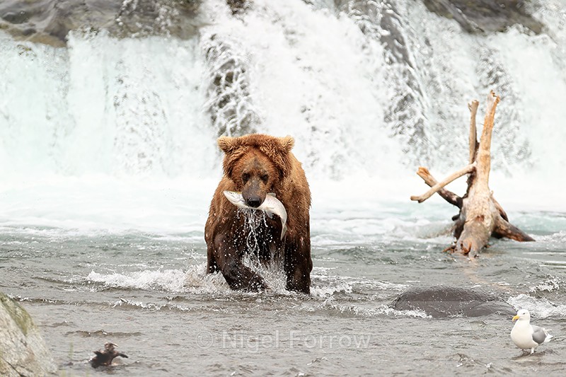 Brown Bear catches Sockeye Salmon below Brooks Falls, Alaska - Brown Bear
