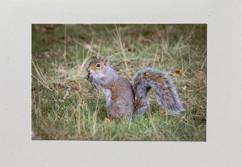 53 Squirrel - For Sale - Handmade Cards £2.50 each