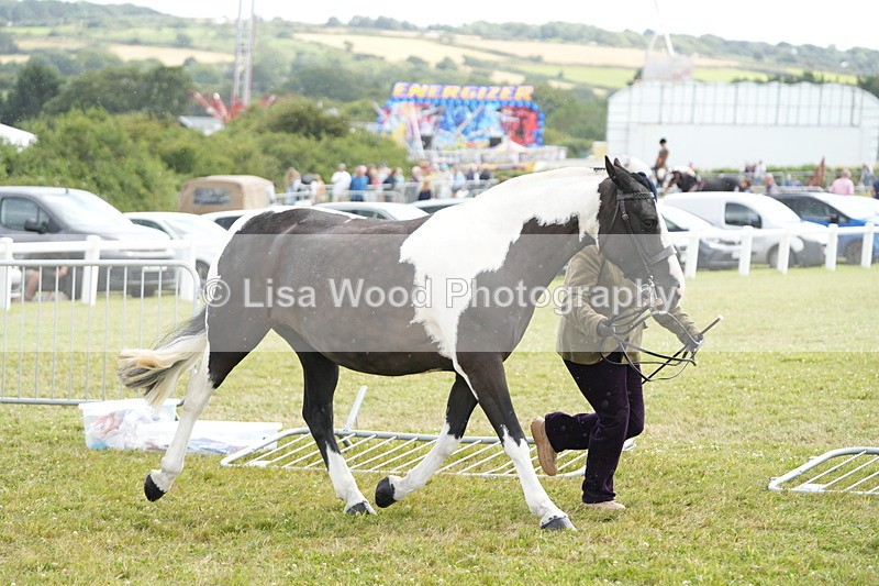 DSC06899 - Class 60: Coloured Pony 4yrs & over