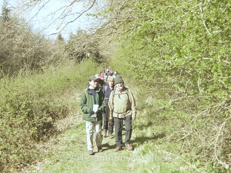 021 Deep into the wood in sunshine - York Minster Walkers Collection 2025