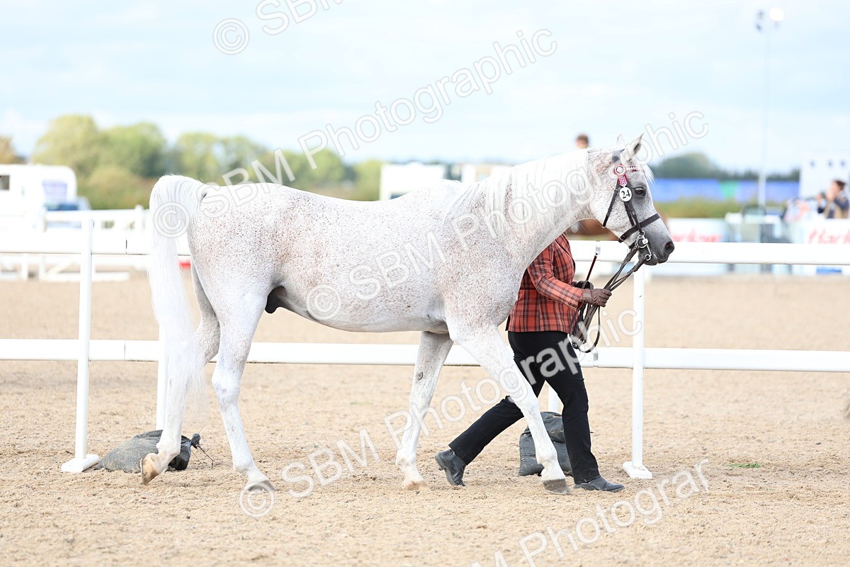 SBM_18683 - Class 317 - IH Pure Bred Horse-Pony