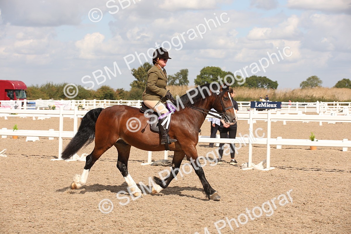 SBM_03468 - Class 18 Handsomest Gelding (IH or Ridden)