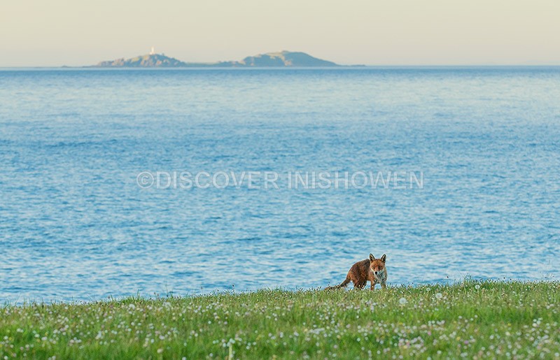 Fox at Malin Head - Wildlife