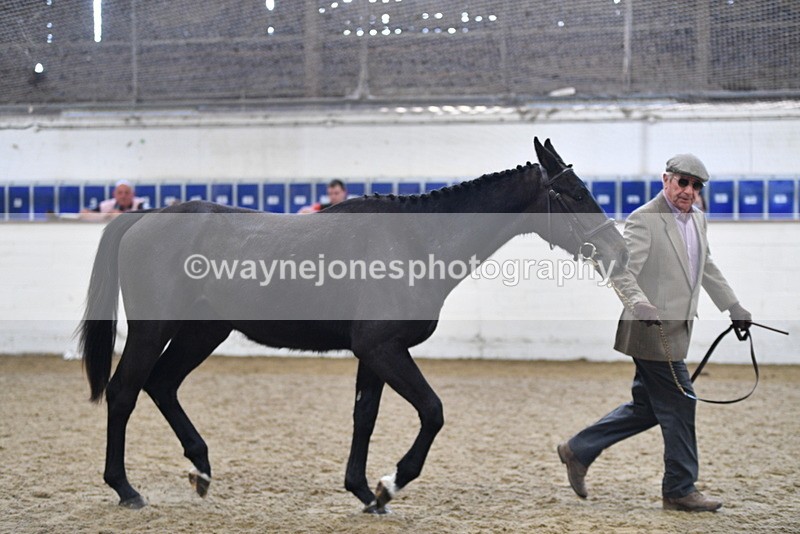 WJ5_4801 - Class 3 Part Bred In hand