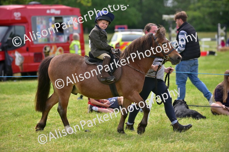 20260614-3995 - Class 16 - Handsome Gelding