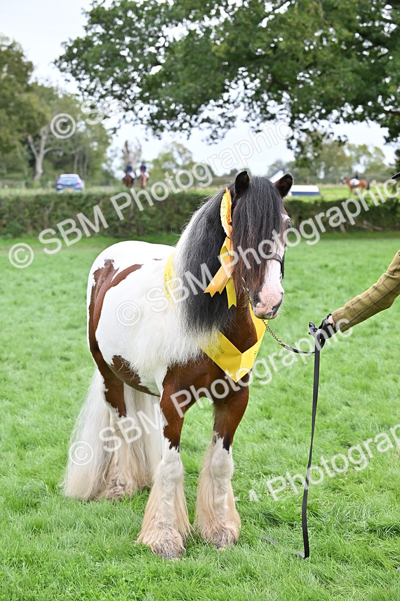SBM_65039 - In Hand Pony & Younstock Supreme Championship
