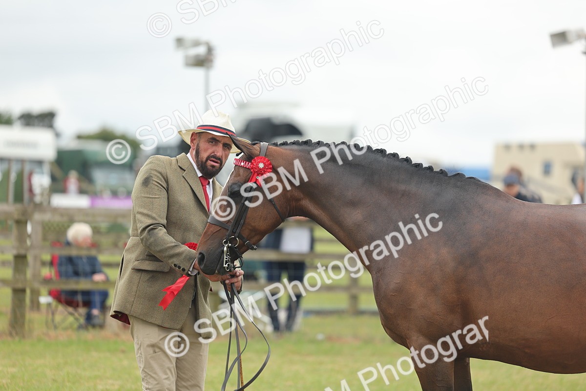 SBM_05565 - Class 68-73 - Riding Pony Breeding