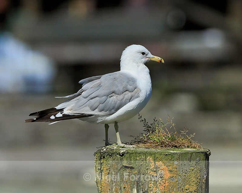 California Gull (adult) standing on a post, Telegraph Cove, Vancouver Island - California Gull