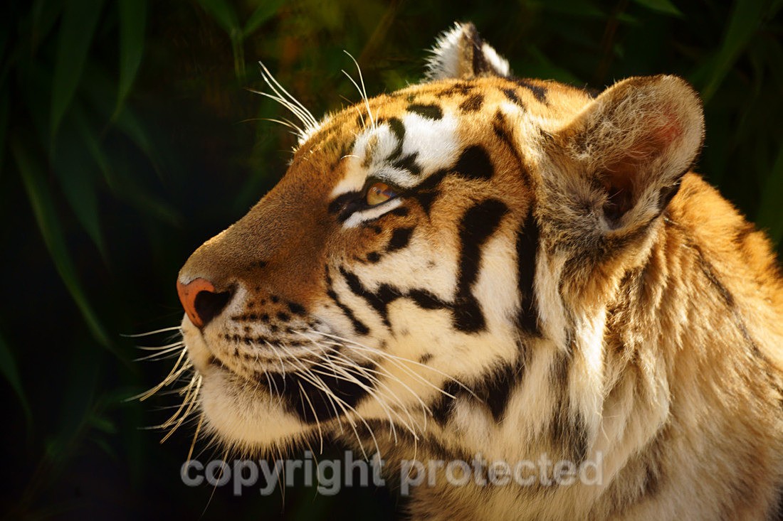 Taiga - Wildlife Vets International