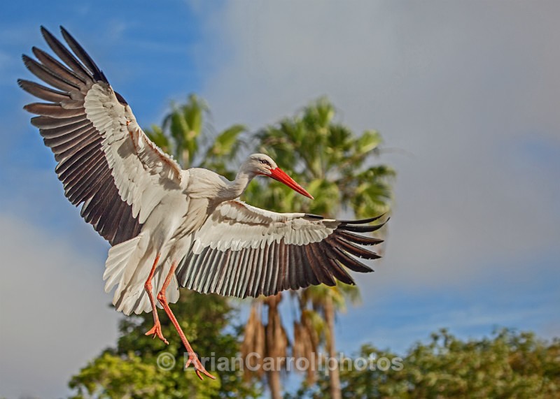 European White Stork - Wildlife