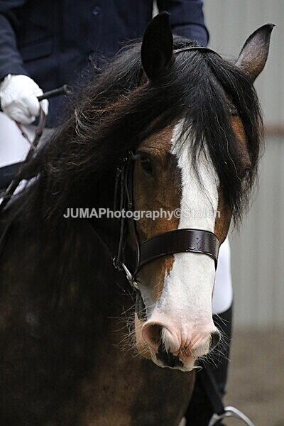 SIAL4164 - CAbin Dressage 5th july 2025
