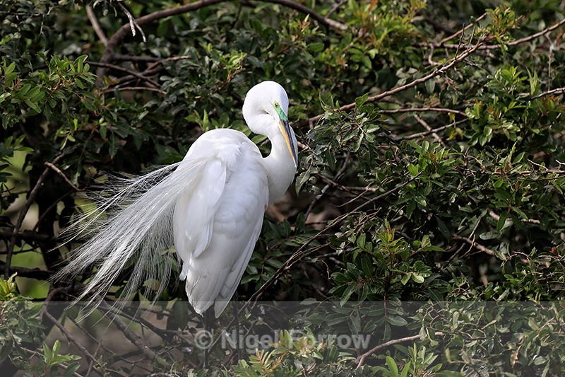 Great Egret breeding feathers showing, Venice Rookery, Florida - Great Egret