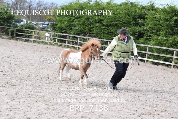 BPP_7138 - RING 1  (RIDDEN HORSES / IN HAND / VETERAN ETC)