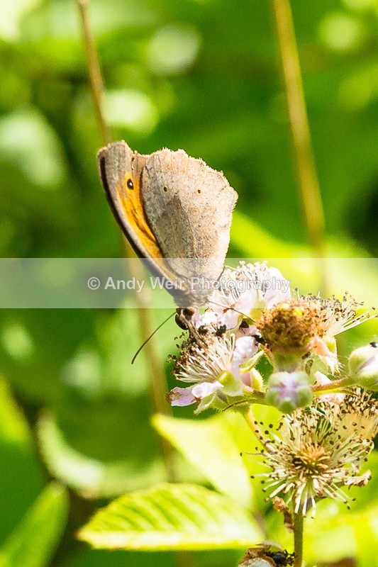 20160704-3K8A5719 - Butterflies & Moths