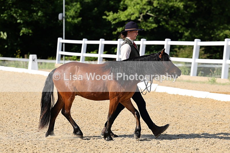 1X9A0632 - Class 3: Youngstock 1, 2, 3 year old not to exceed 153cm