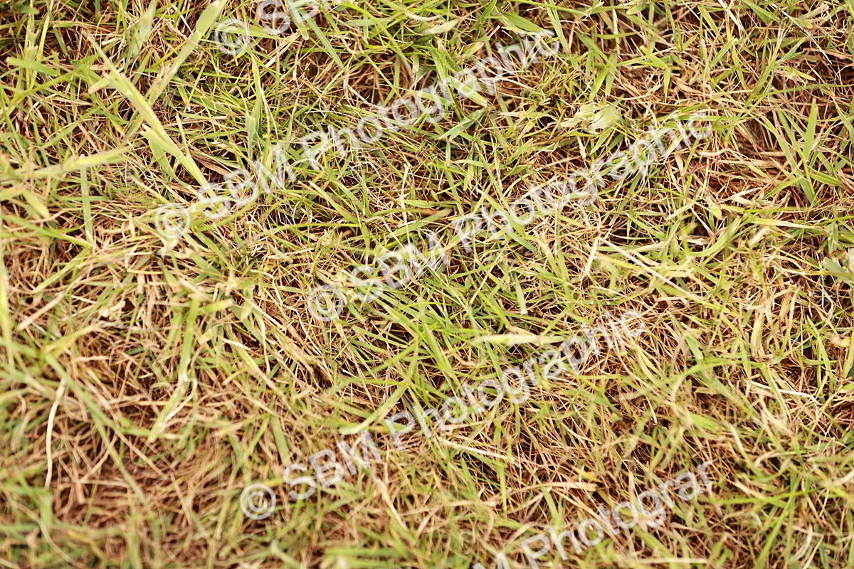 SBM_04708 - Class 5-8 - BSPA In hand