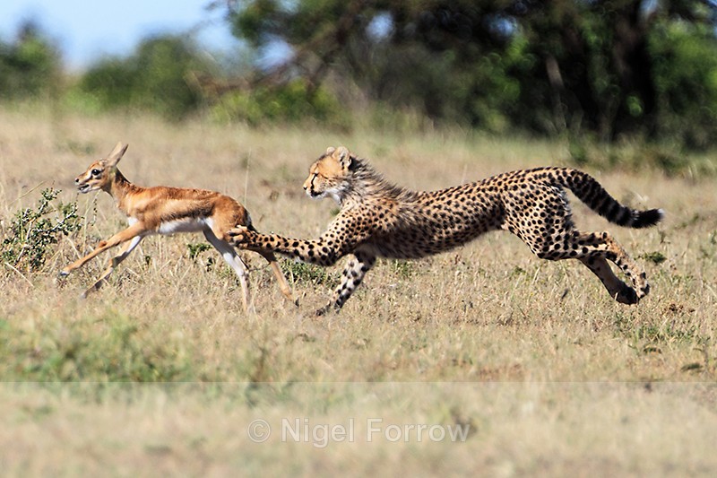Cheetah cub chasing a Thomson's Gazelle fawn - Cheetah