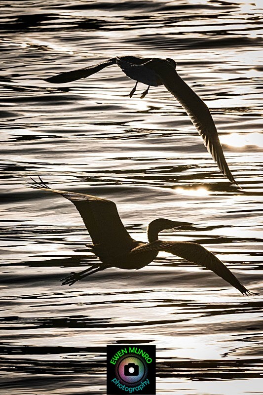 BBH-05-The Chase - Heron