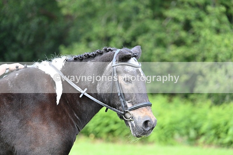 WJ7_1685 - Class 11 Condition & Turnout