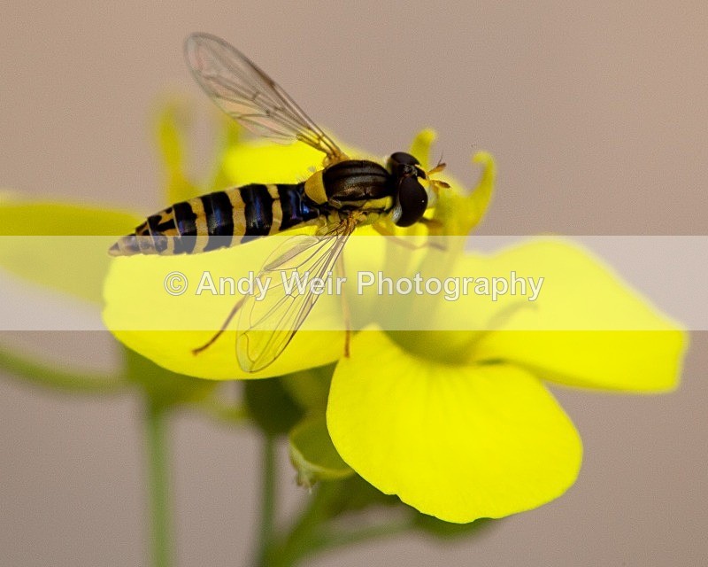 20110821-IMG_6350 - Insects