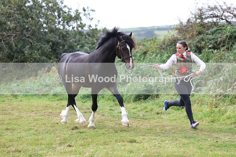 3E7A5700 - In Hand Championship