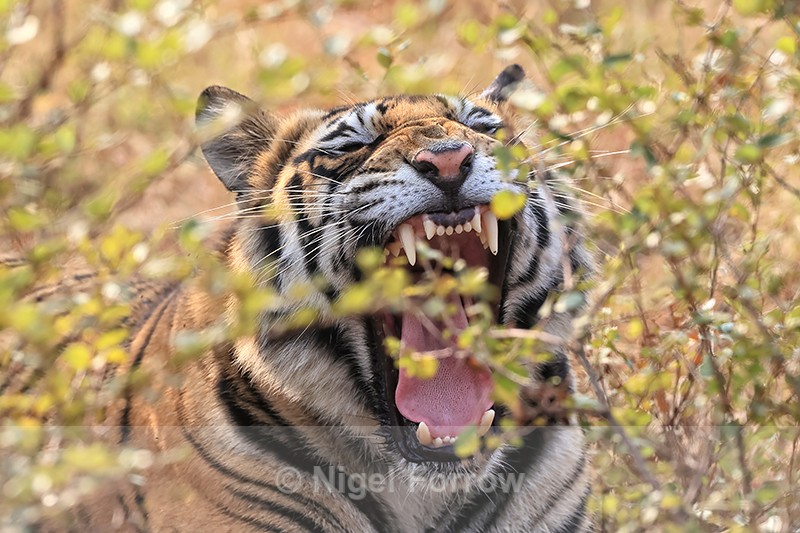 Bengal Tiger yawns, Panna Reserve, Madhya Pradesh, India - Tiger