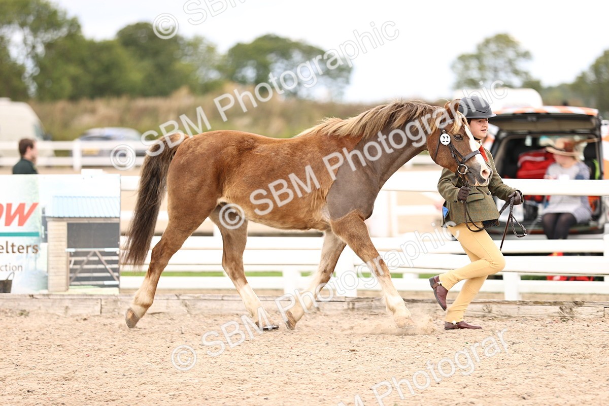 SBM_15999 - Class 417 - Handsomest Gelding (IH or Ridden) Jnr
